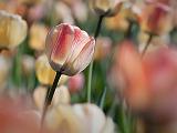 Cream & Red Tulip_25185